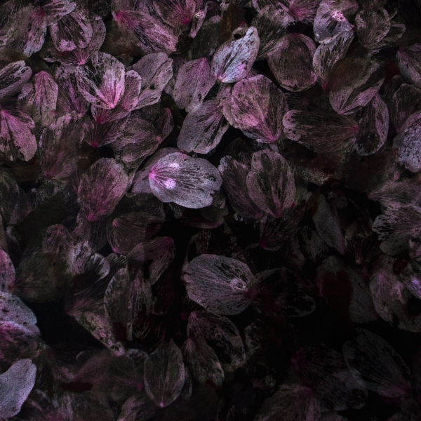 第10回リコーフォトコンテスト最優秀賞