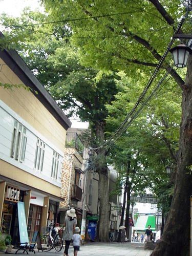 東京都指定天然記念物　　鬼子母神大門ケヤキ並木