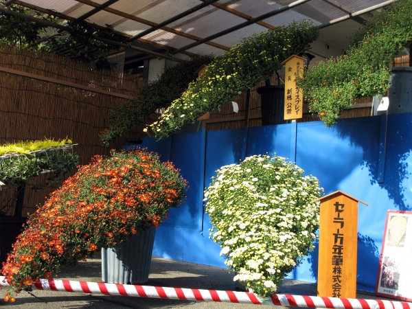 「菊まつり」11月1日～23日まで開催中