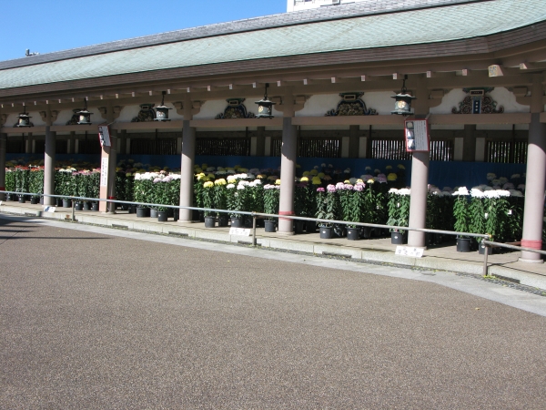 平成29年11月１日（水）～１１月２３日（祭）「第39回湯島天神菊まつり」境内にて開催