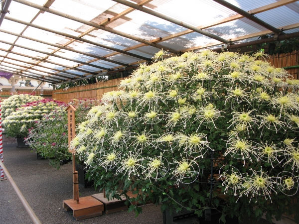 大作りと呼ばれる千輪咲、大懸崖、盆庭、を中心に古典菊の「江戸菊」「巴錦」等の菊花、約２千株