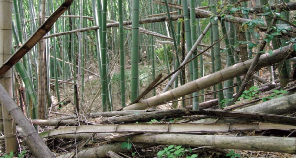 放置竹林のイメージ