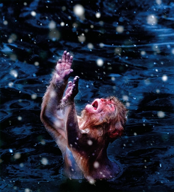 自然部門・ゴールド賞『雪乞い』 麗敏（埼玉県）