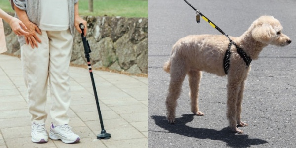 杖やワンちゃんのリードに