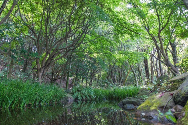 生物多様性保全活動の一環で事業所内に造ったアカテガニが生息する「カニの森」