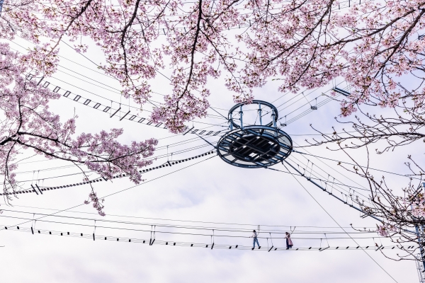 △風天で体験する 絶叫お花見