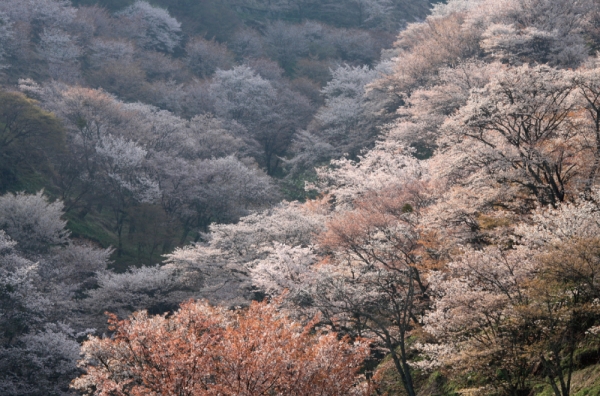 「吉野山再生事業 桜の献木プロジェクト」