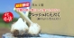 食べられるのはこの時期だけ！ ナカバヤシ「やぶひこ フレッシュにんにく（新にんにく/生にんにく）」の 販売予約受付を当社運営ECサイトで開始